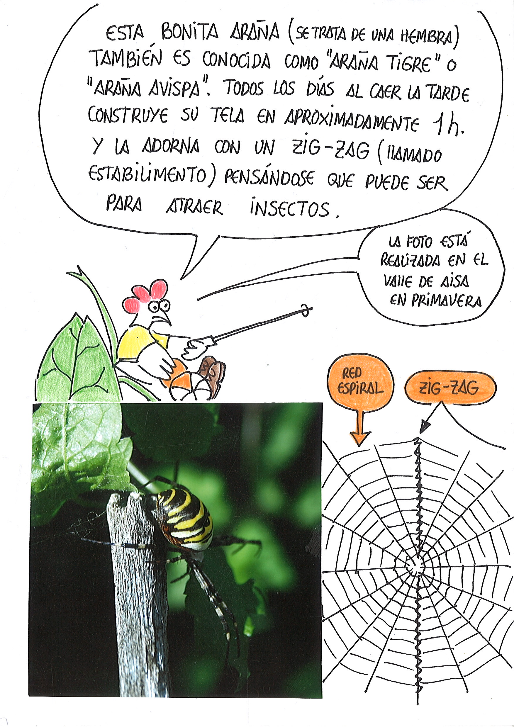 24-Araña Argiope