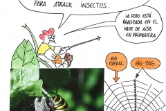 24-Araña Argiope 24-Araña Argiope