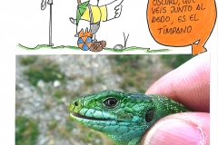 6-Lagarto Verde 6-Lagarto Verde